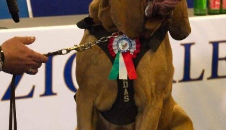 憾!義大利嗅探犬曾尋獲9失蹤者 被投喂塞滿釘子的香腸致死