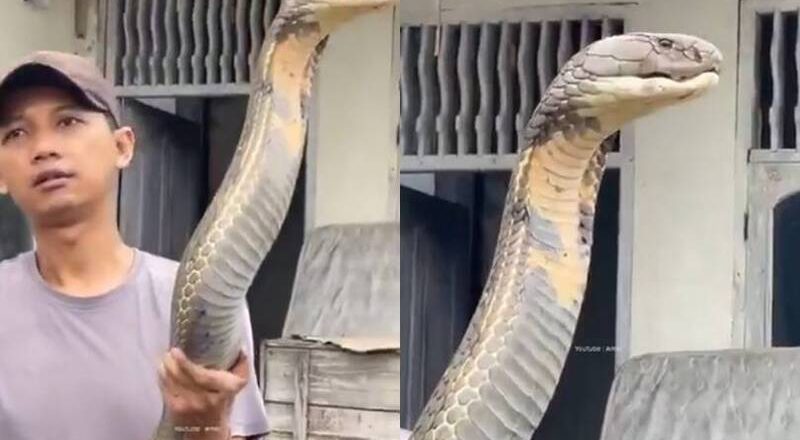 比人還大!印度男徒手抓超巨「眼鏡王蛇」影片曝