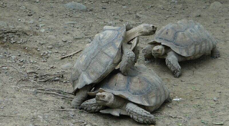 動物園的蝴蝶也有人偷!19年前7保育龜也遭竊