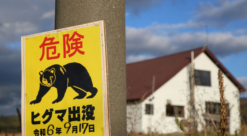 日本頻傳棕熊襲人！北海道獵人失蹤 山路發現步槍、血跡
