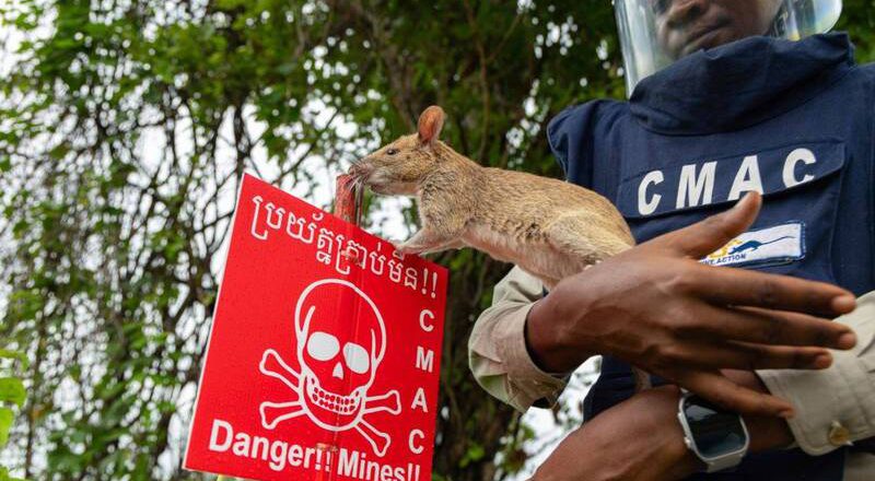 柬埔寨養巨鼠掃地雷 30年清除110萬枚