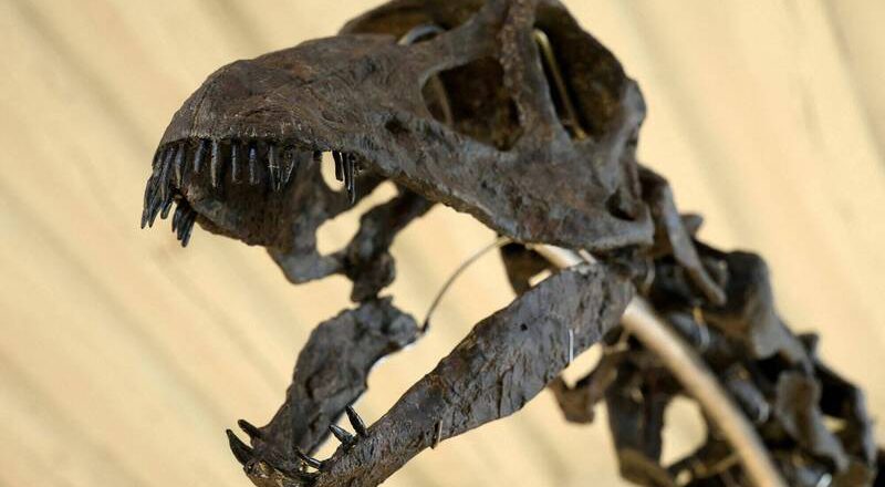 誰說恐龍只能猛吼! 中國出土草食恐龍「這結構」 聲音竟如鳥叫