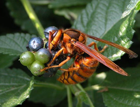 日本北海道公園驚傳蜂群出沒 17人遭螫傷