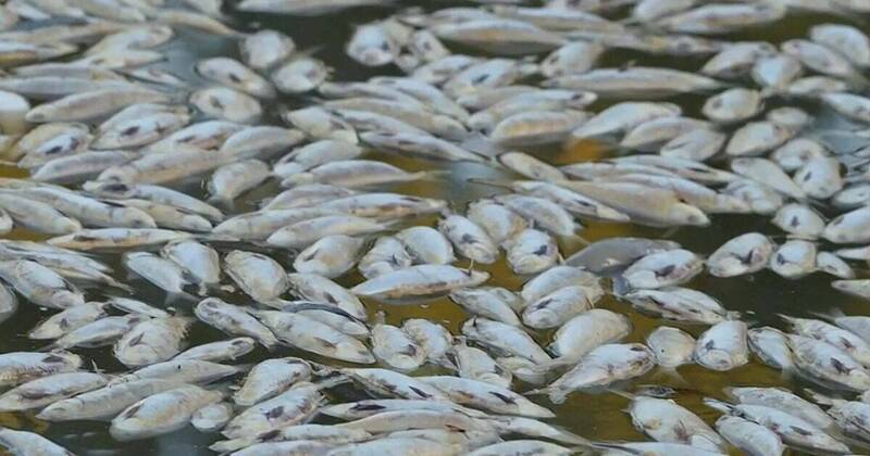 有毒藻类肆虐澳洲 数百种海洋生物死亡