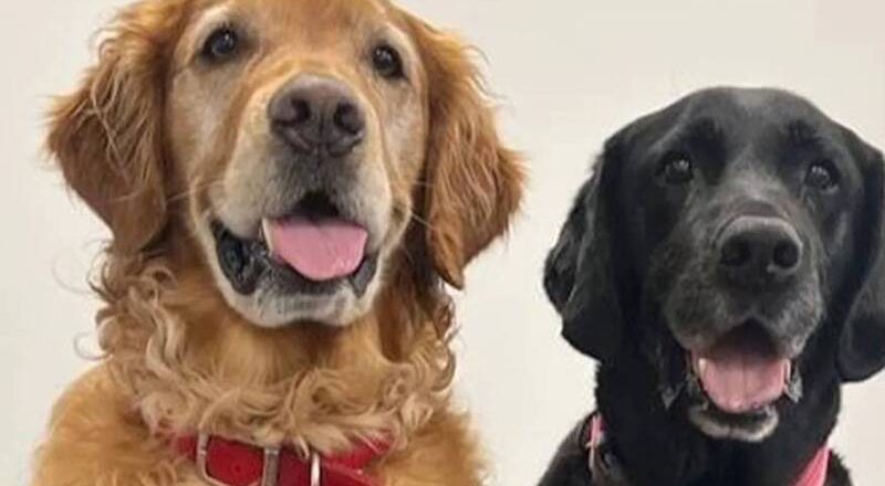 灵犬鼻子比仪器准?研究证实:狗狗嗅出帕金森氏症 准确率达98%