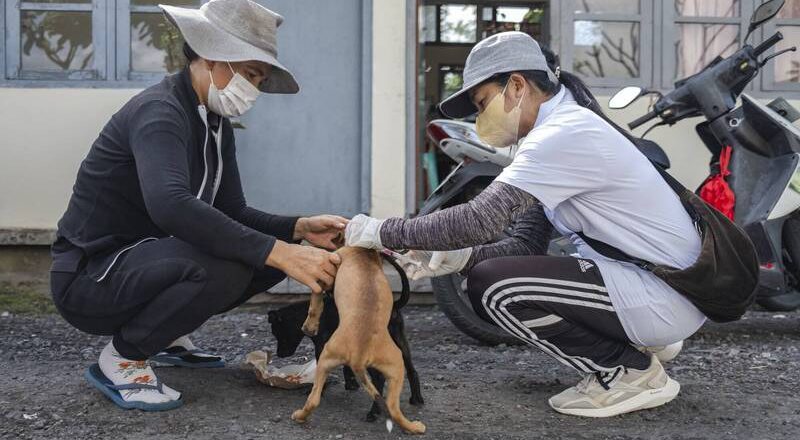 赴峇里岛旅游要小心!今年狂犬病已致6死