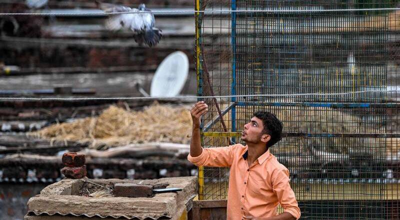 印度宣布禁止喂鴿子 關閉餵食點引發數百人抗議