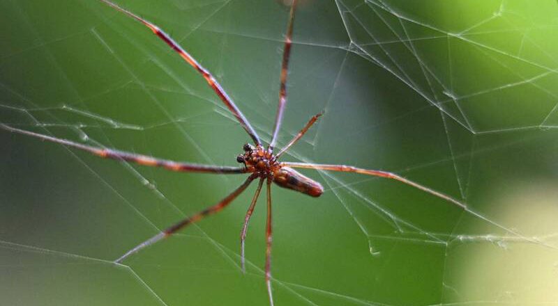 英男遭有毒寵物蜘蛛咬傷 1周後出現流感癥狀死亡