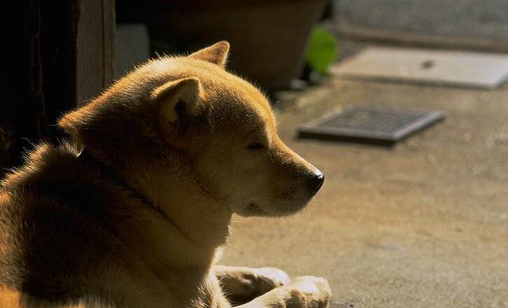 毛孩肥胖新解方？ 美開發寵物版「瘦瘦針」最快2028上市
