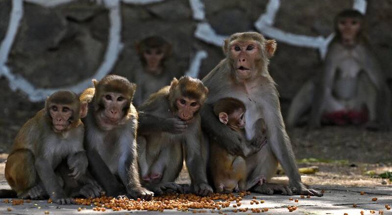 悲！印度66歲翁清晨屋頂喂鴿遇猴群攻擊 閃避跌落身亡