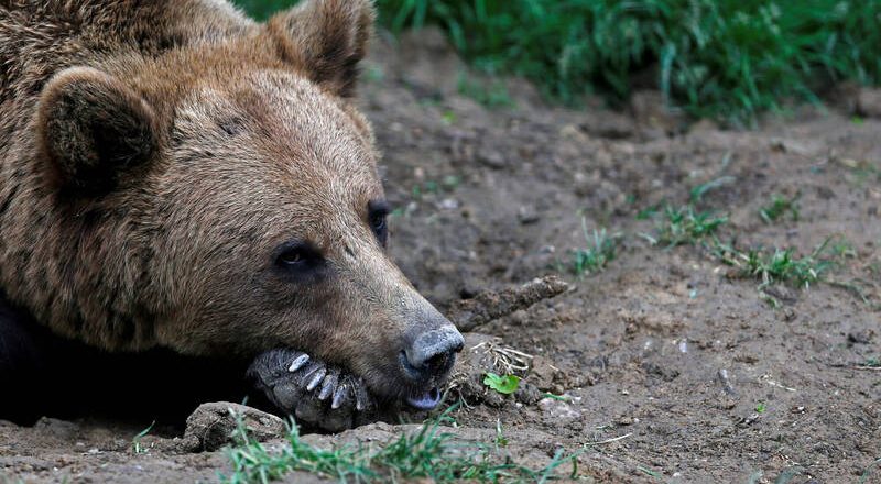 日本棕熊頻攻擊人！ 獵人揭保命守則：切記別喊「喂」