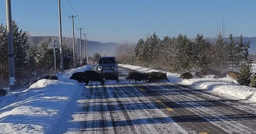 女子偶遇五六十頭野豬組團橫穿馬路 速度比車快